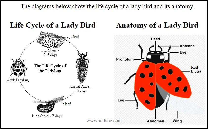 Of ladybird cycle life a The ladybird: